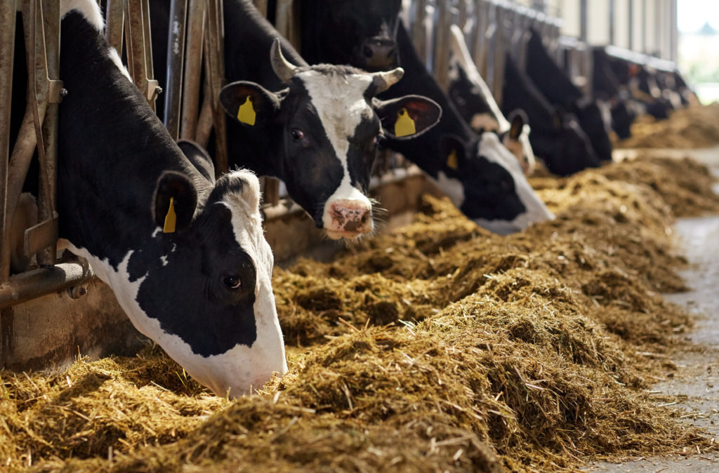 Nieuw onderzoek aanleiding tot herziening emissiefactoren ammoniak en geur voor veehouderijen